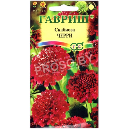 Скабиоза Черри