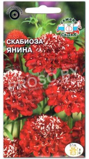 Скабиоза Янина