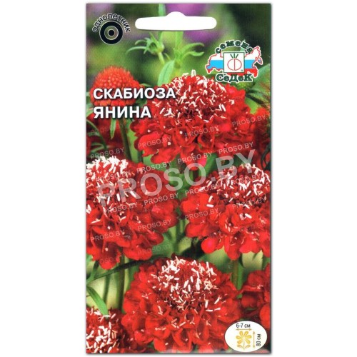 Скабиоза Янина