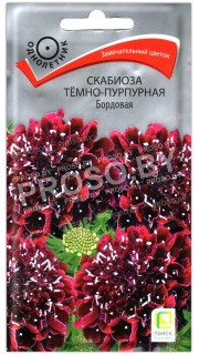 Скабиоза темно-пурпурная Бордовая