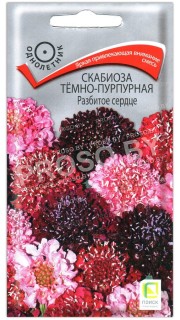 Скабиоза темно-пурпурная Разбитое сердце