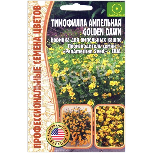 Тимофилла ампельная Golden dawn