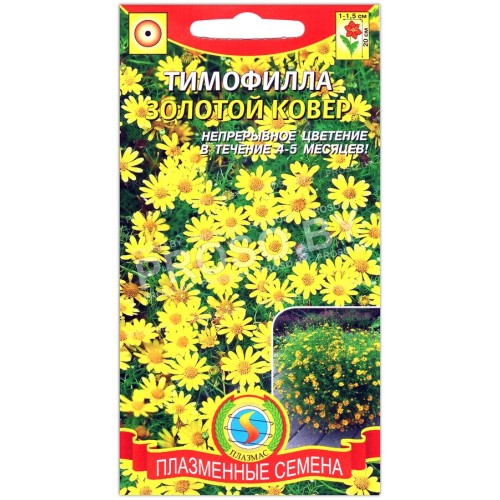 Тимофилла Золотой ковер