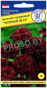 Василек Черный шар