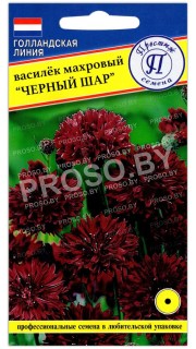 Василек Черный шар