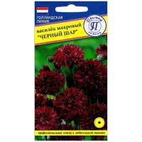 Василек Черный шар