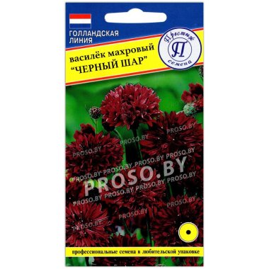 Василек Черный шар