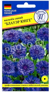 Василек синий Блауэр юнге