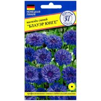 Василек синий Блауэр юнге