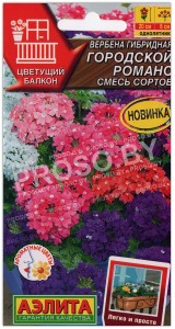 Вербена гибридная Городской романс, смесь
