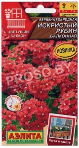 Вербена гибридная Искристый рубин