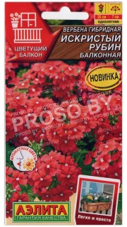 Вербена гибридная Искристый рубин
