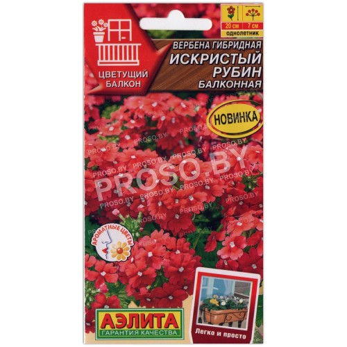 Вербена гибридная Искристый рубин