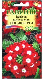 Вербена низкорослая Люцифер ред