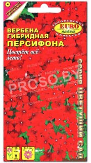 Вербена Персифона