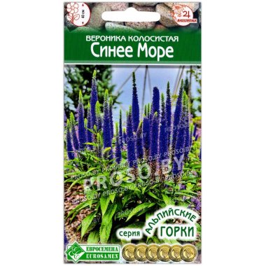 Вероника колосистая Синее море