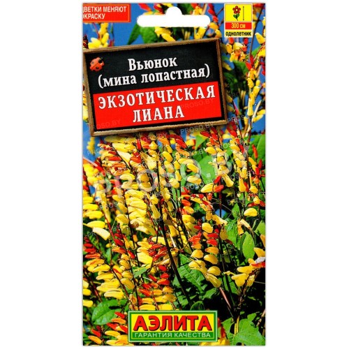 Вьюнок Экзотическая лиана