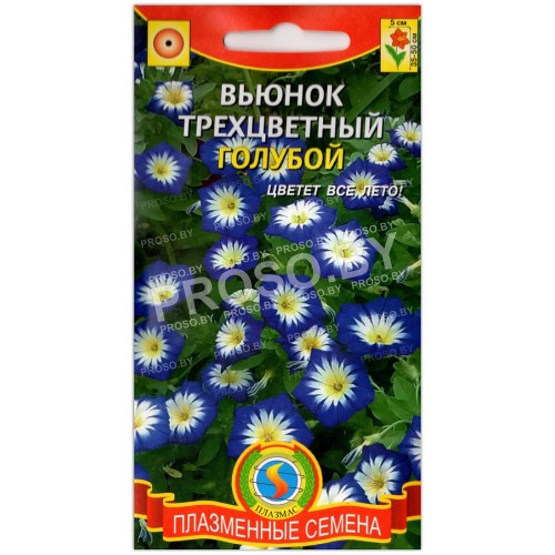 Вьюнок трехцветный Голубой
