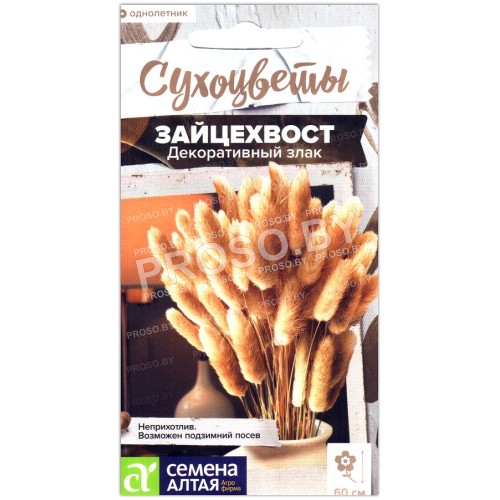 Зайцехвост Декоративный злак