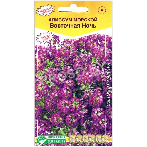 Алиссум морской Восточная ночь