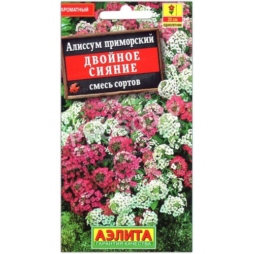 Алиссум приморский Двойное сияние, смесь