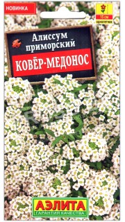 Алиссум приморский Ковер-медонос