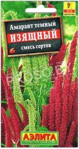 Амарант темный Изящный, смесь
