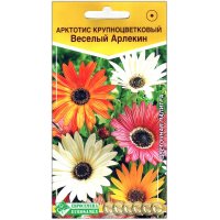 Арктотис крупноцветковый Веселый арлекин