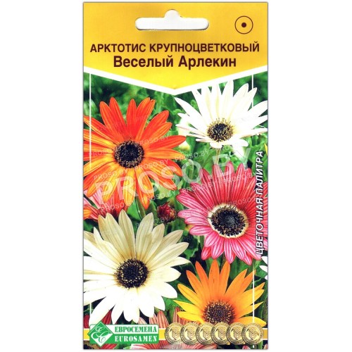 Арктотис крупноцветковый Веселый арлекин