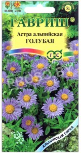 Астра альпийская Голубая