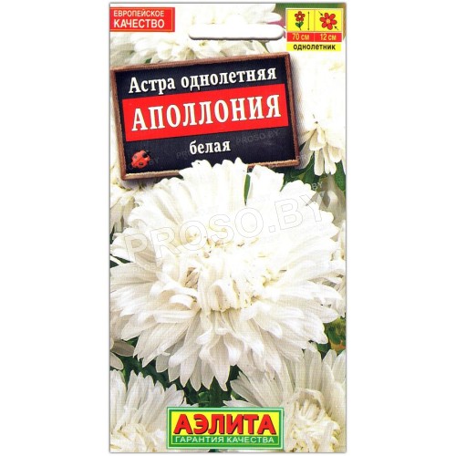 Астра Аполлония белая-1