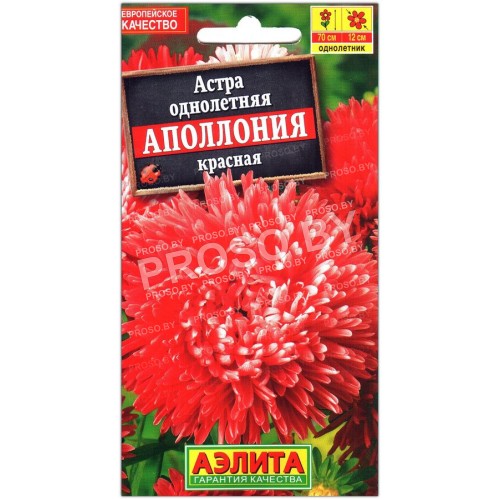 Астра Аполлония красная-1