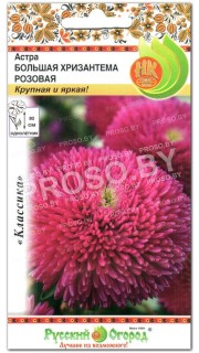 Астра Большая хризантема розовая