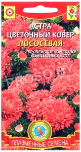 Астра Цветочный ковер лососевая