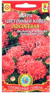 Астра Цветочный ковер лососевая