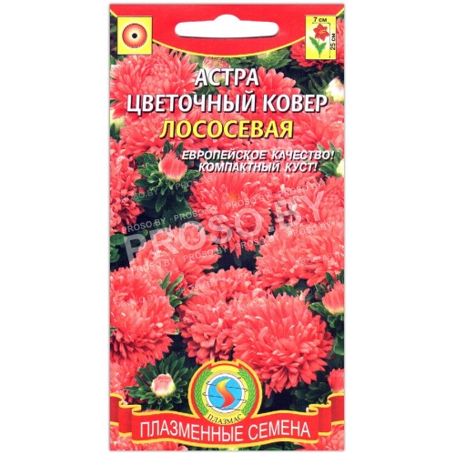 Астра Цветочный ковер лососевая