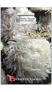 Астра Дракон селект снежный