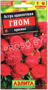 Астра Гном красная