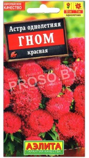 Астра Гном красная