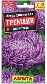 Астра Гремлин фиолетовая