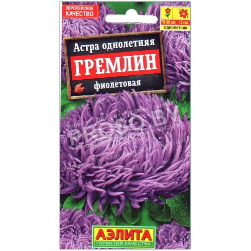 Астра Гремлин фиолетовая