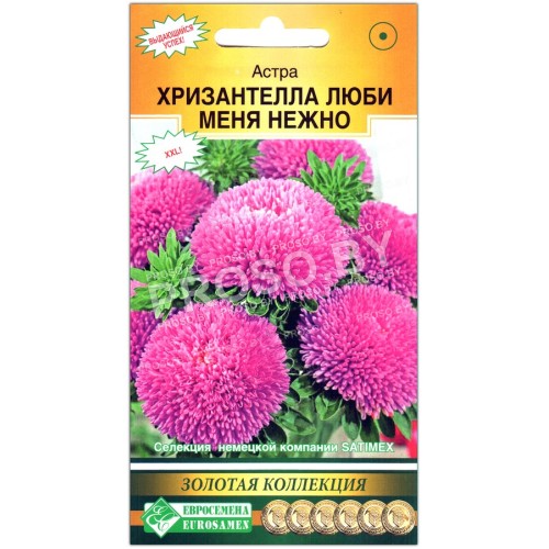 Астра Хризантелла люби меня нежно
