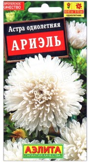 Астра хризантемовидная Ариэль