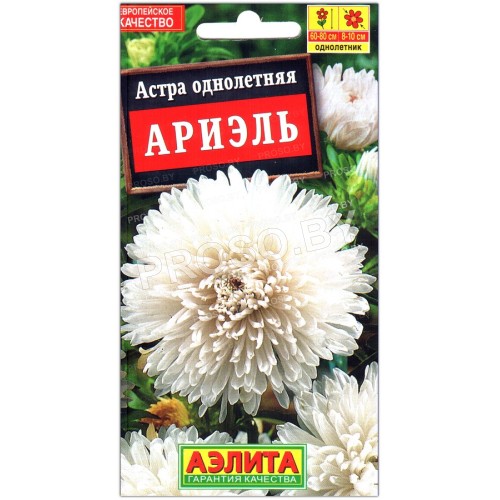 Астра хризантемовидная Ариэль