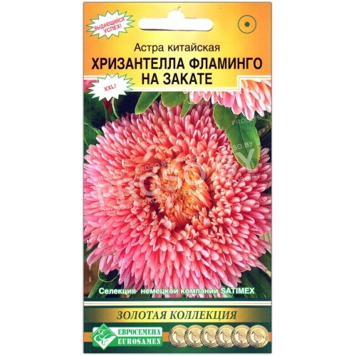 Астра китайская Хризантелла фламинго на закате