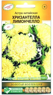 Астра китайская Хризантелла лимончелло
