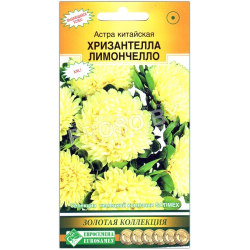 Астра китайская Хризантелла лимончелло