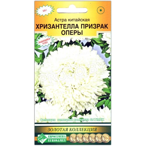 Астра китайская Хризантелла призрак оперы