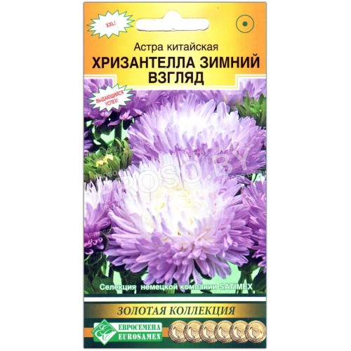 Астра китайская Хризантелла зимний взгляд