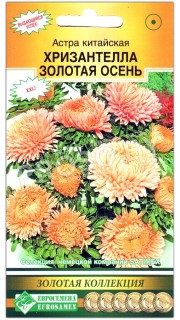 Астра китайская Хризантелла золотая осень